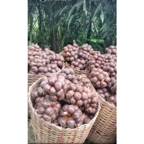 

salak pondoh salak manis