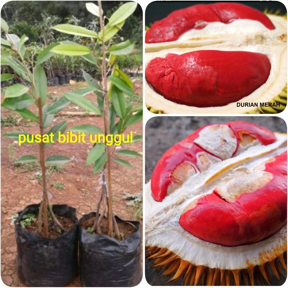 #_# BIBIT BUAH DURIAN MERAH KAKI 3 SUPER ASLI J1*