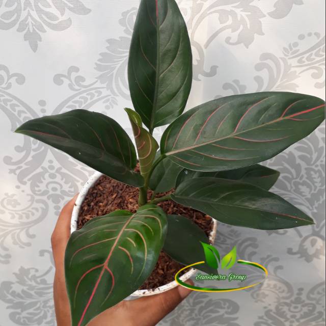 Аглаонема ротундум шоколад фото Аглаонема ротундум шоколад фото