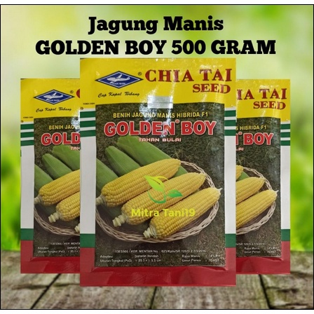 BENIH BIBIT JAGUNG KUNING MANIS GOLDEN BOY 500 GRAM CAP KAPAL TERBANG BISI