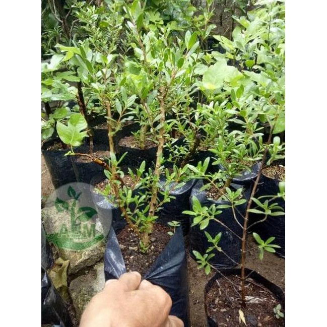 SEDIA BIBIT TANAMAN SETIGI STIGI BAHAN BONSAI BIBIT / BIJI / BENIH FREE ONGKIR