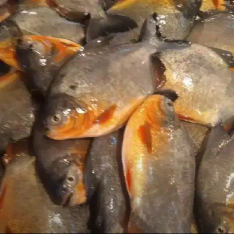 

jual ikan bawal tawar segar per kg