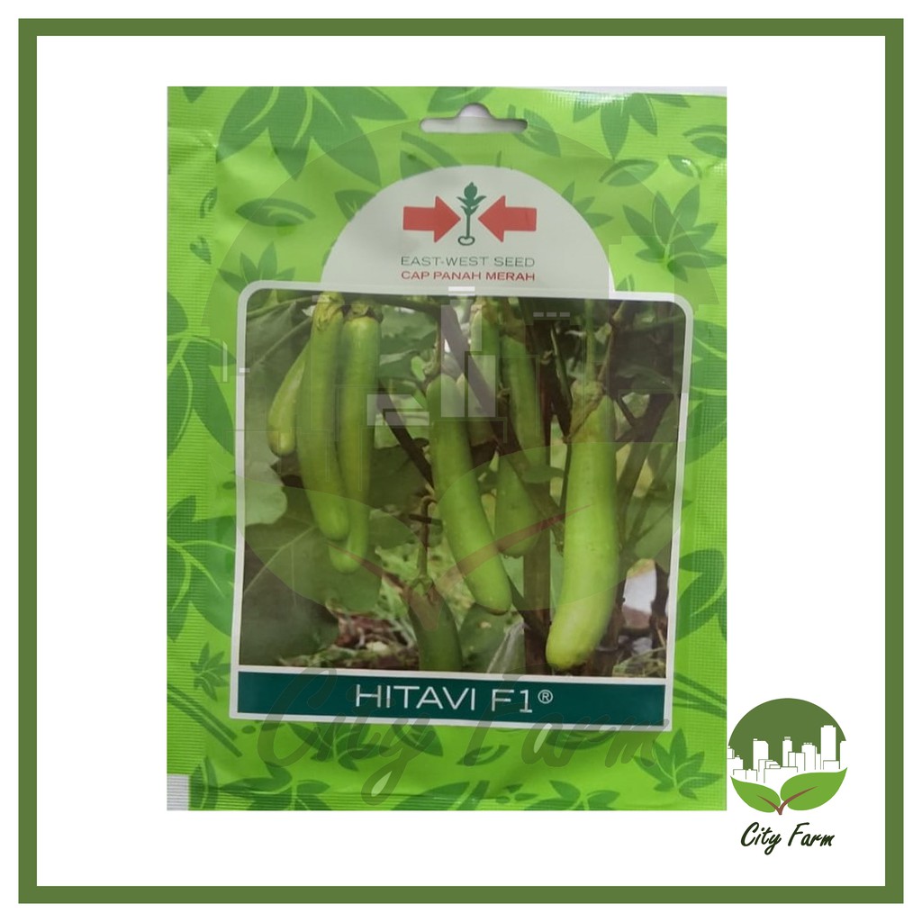 BENIH TERONG HIJAU HITAVI SP (400 BTR) PANAH MERAH