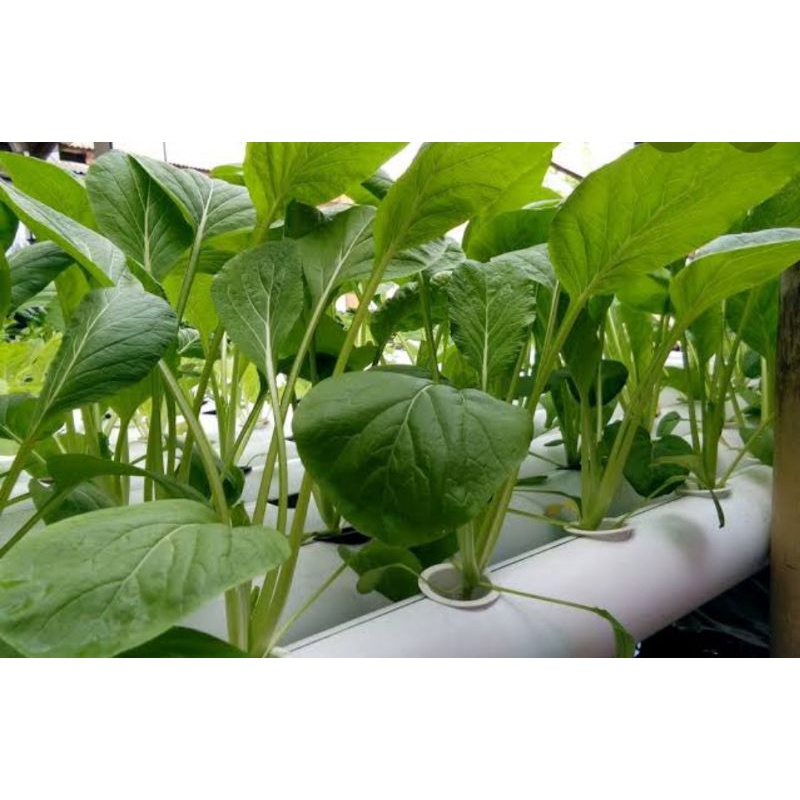 

Sawi Hidroponik 500gr | Hidroponiku | BEBAS PESTISIDA