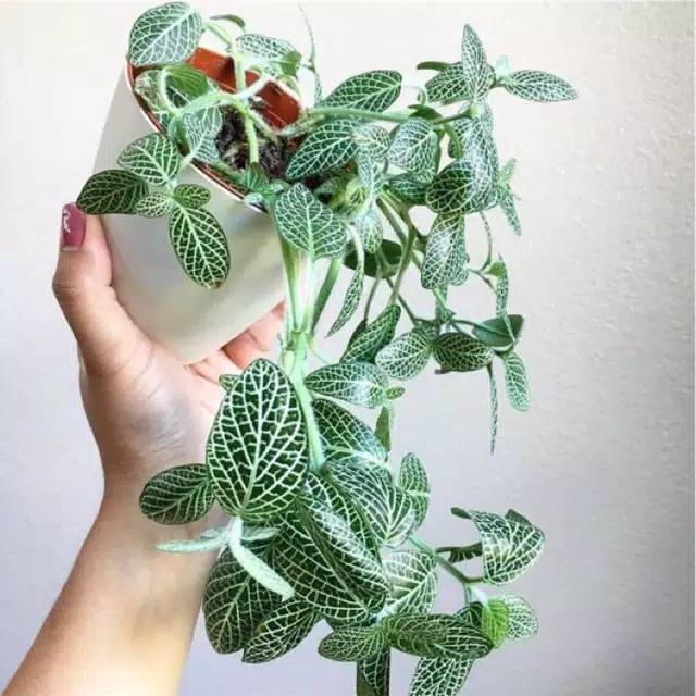 Tanaman hias bunga Fittonia Albivenis Green Shopee Indonesia Tanaman hias bunga Fittonia Albivenis Green Shopee Indonesia