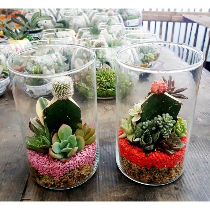 promo| Terarium Kaktus Mini PROMO Toples Bambu |vas bunga