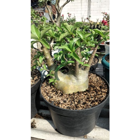 adenium arabicum hybrid