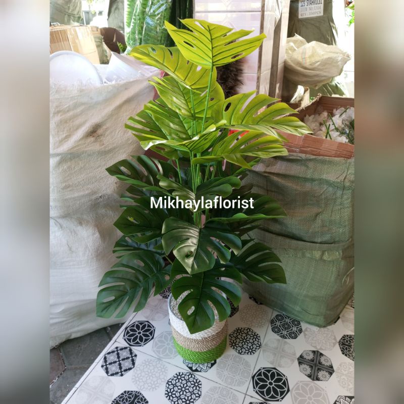 Daun monstera jumbo cabang 24 // Pohon jumbo monstera latex