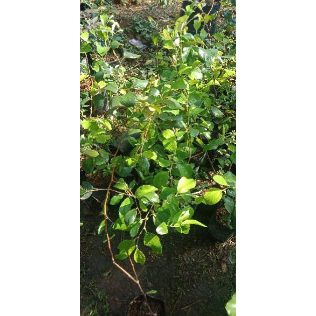 Len Bibit Tanaman Apel Putsa/ Apel India Berbunga