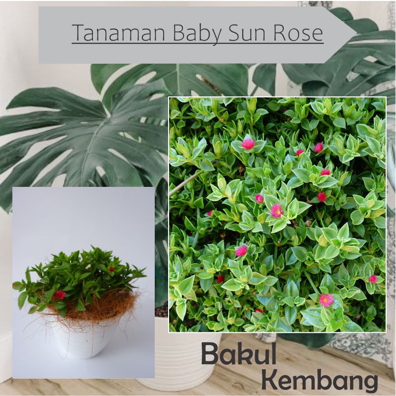 Tanaman hias gantung baby sun rose - BAKUL KEMBANG