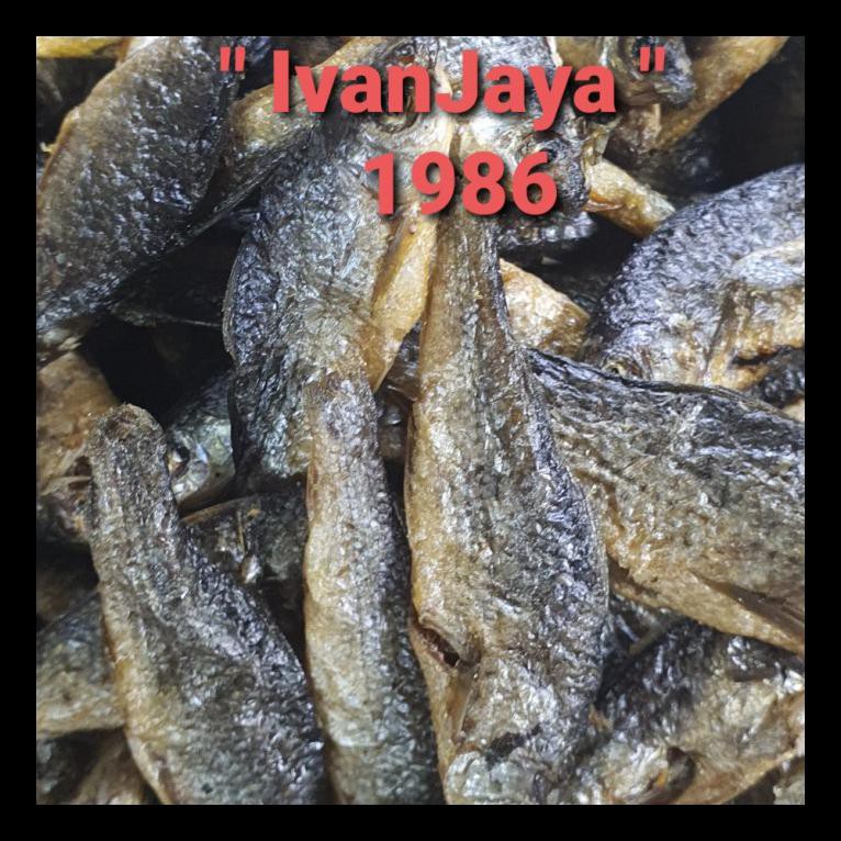 

READY! IKAN BILIH DANAU SINGKARAK / TAWAR PADANG BESAR 500GRAM MURAH