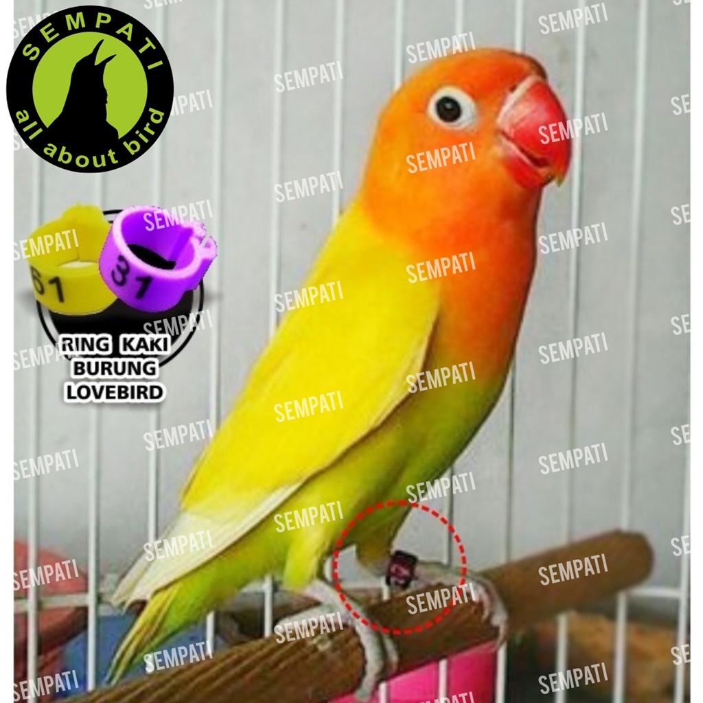 63 Koleksi Gambar Burung Lovebird HD Terbaru