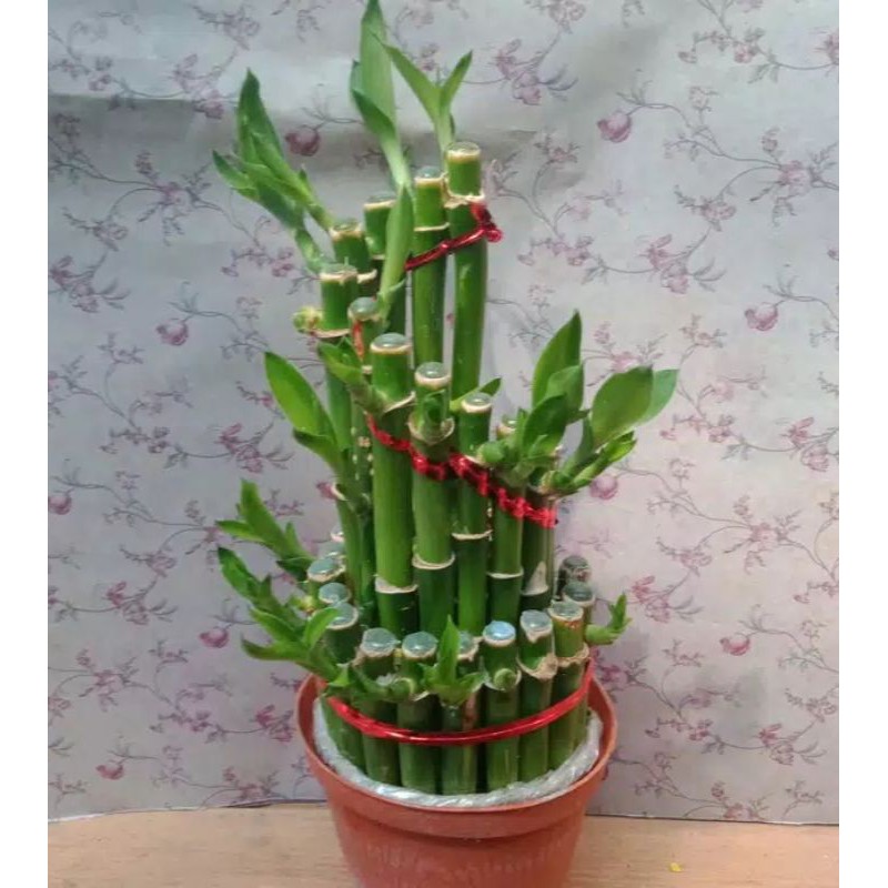 tanaman hias bambu hoki spiral