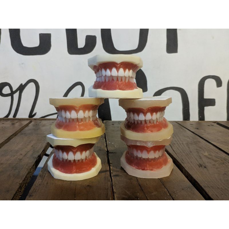 typodont / pantum belajar ortho / typodont wax untuk belajar ortodonsia