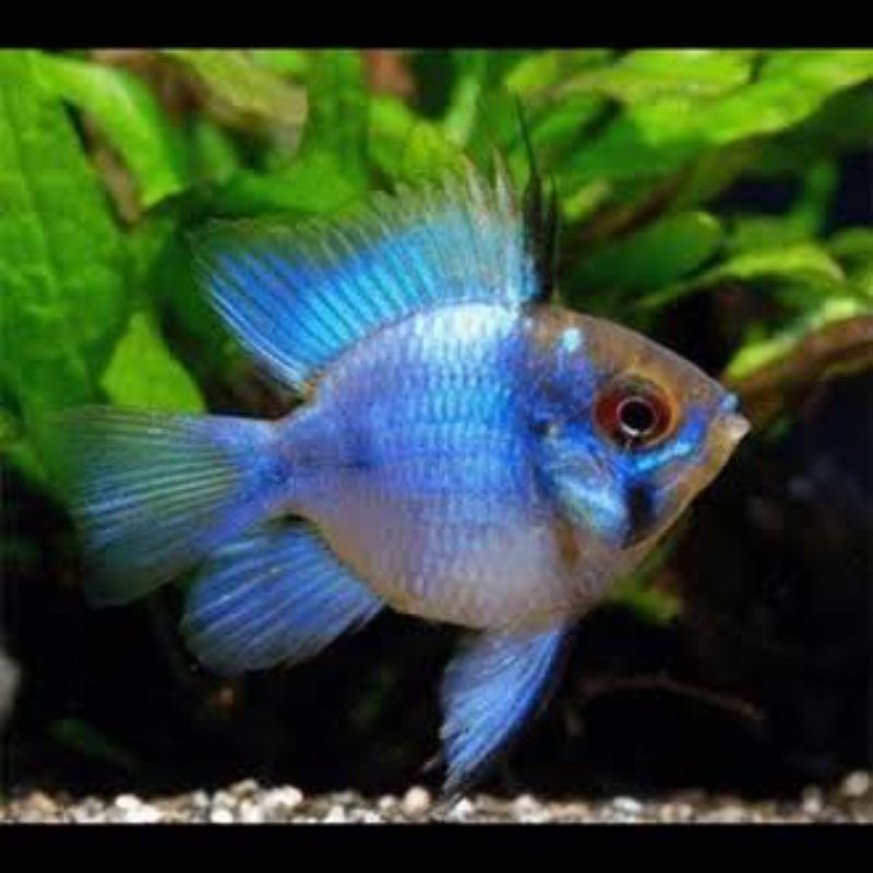 blue electrik ramirezi balon