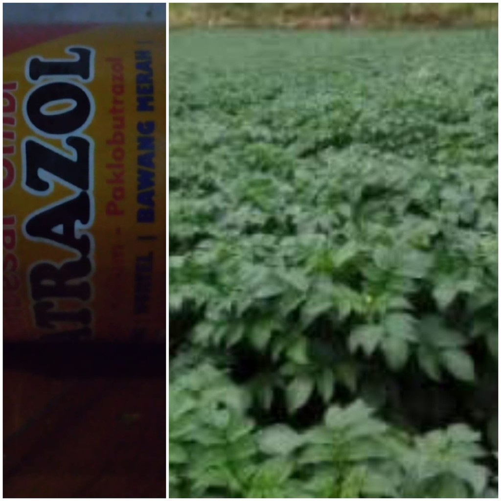Patrazol Pupuk Hormon Obat Pembesar Umbi Kentang Wortel Patrazol Pupuk Hormon Obat Pembesar Umbi Kentang Wortel