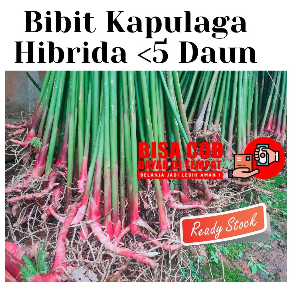 Bibit Kapulaga India Bibit Kapulaga Hibrida Bibit Kapulaga Benih Kapulaga Hibrida Kapulaga Hijau