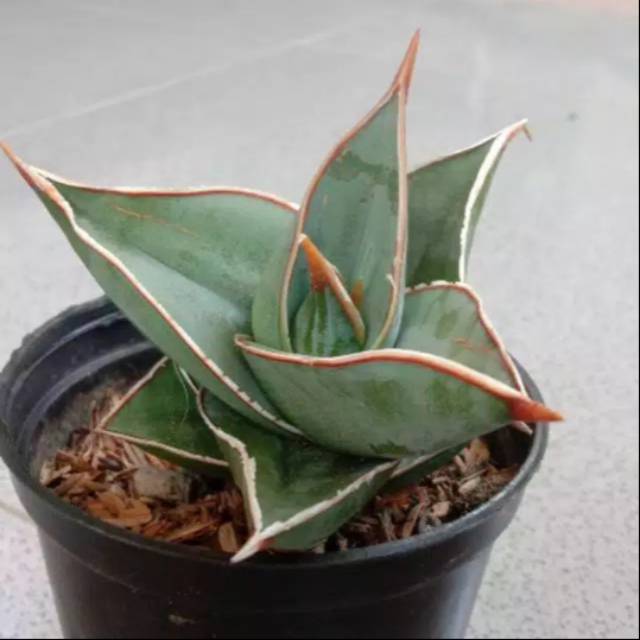 Bibit kaktus/Sansivera varigata penguin cantik dan unik tepi merah