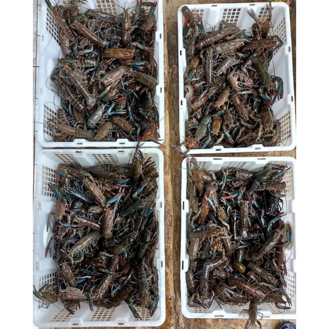 

Lobster Air Tawar