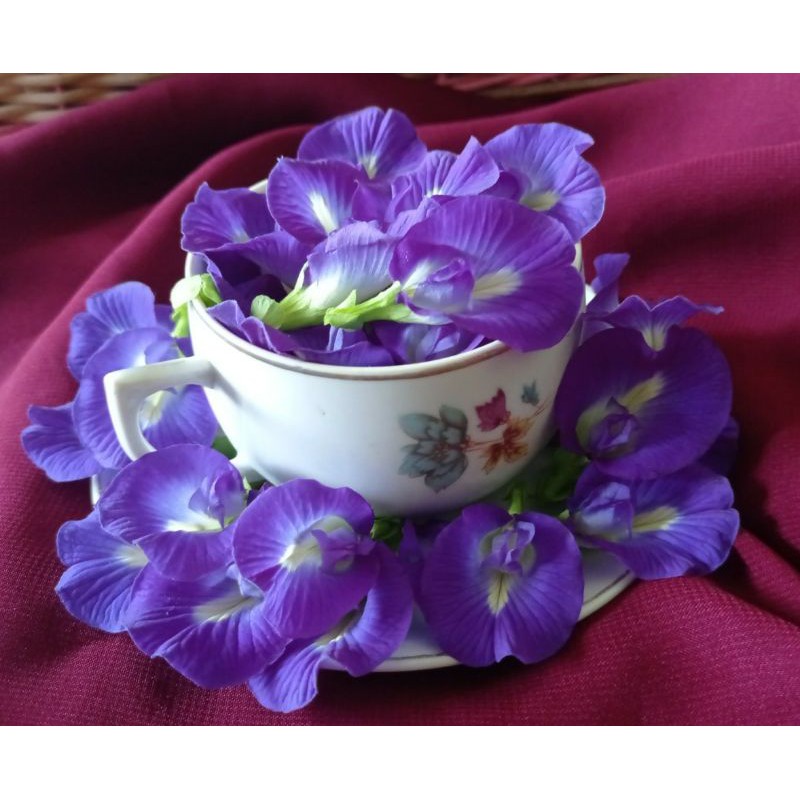 

Fresh Butterfly Pea Flower/ Bunga Telang Segar (10 gram)-Kacha Healtea