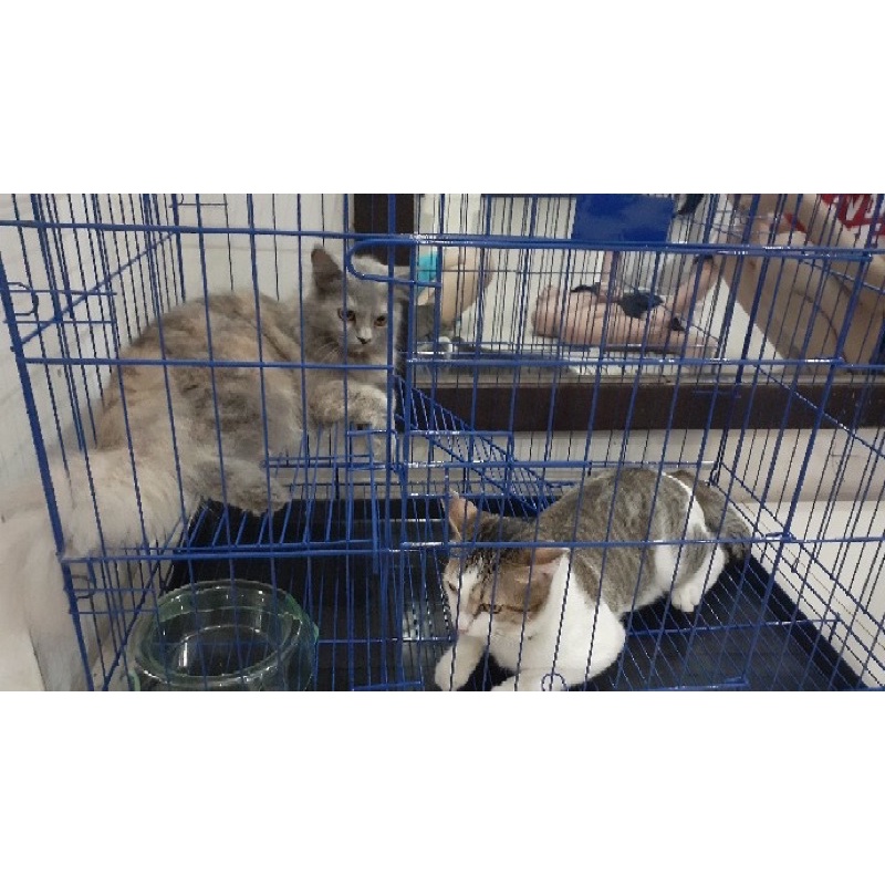 kandang kucing size L 60x40x50( besi tebal , bukaan ke samping , Ada pintu atas , Ada tangga )