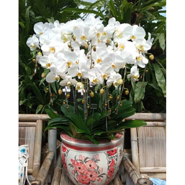 Anggrek bulan mekar warna putih jumbo import taiwan original  besarbisa terima rangkaian bunga hampp