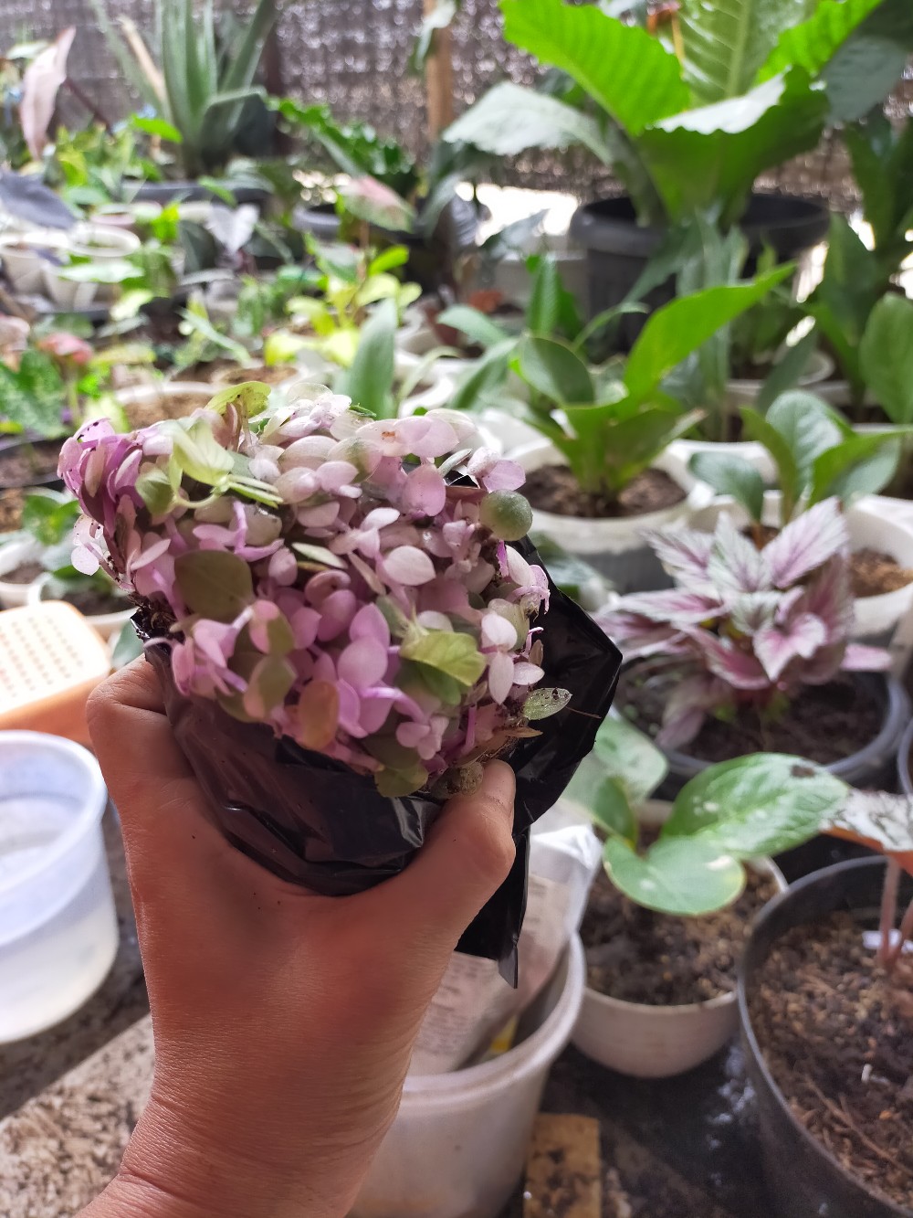 Tanaman Hias  Gantung Kribo