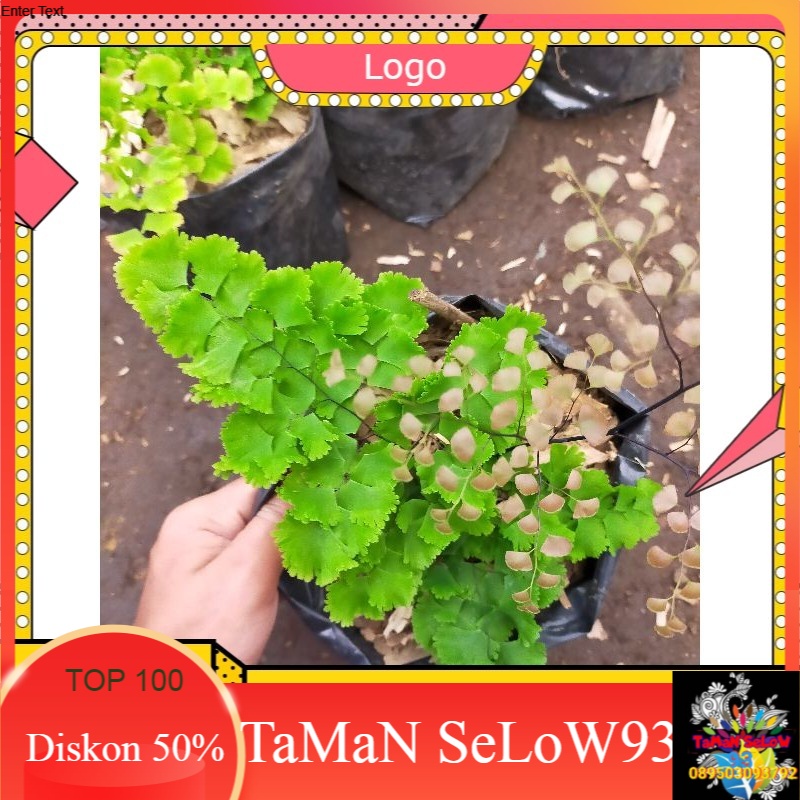 Tanaman hias suplir hoas-suplir kribo-tanaman suplir