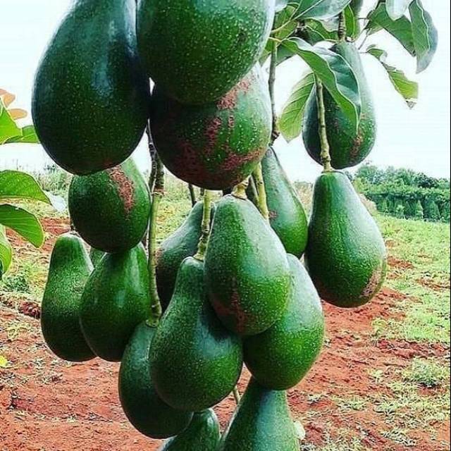 bibit alpukat pluwang