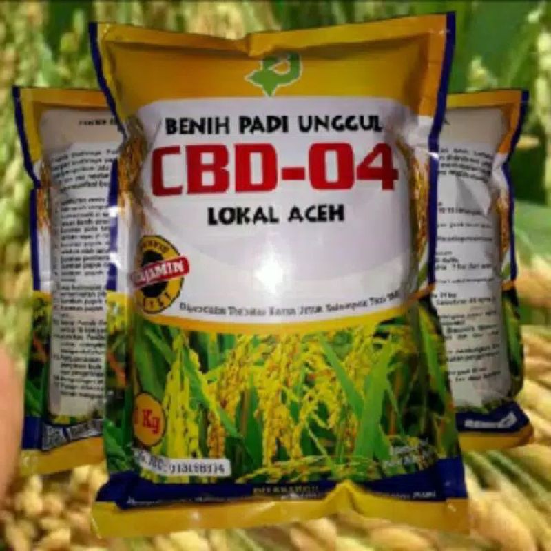 Benih padi CBD 04  LOKAL ACEH