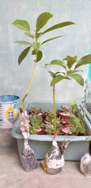 Jual Bibit Alpukat Wina