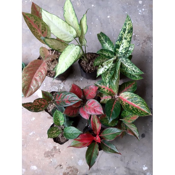 6 paket aglonema murah bonus 3 aglonema
