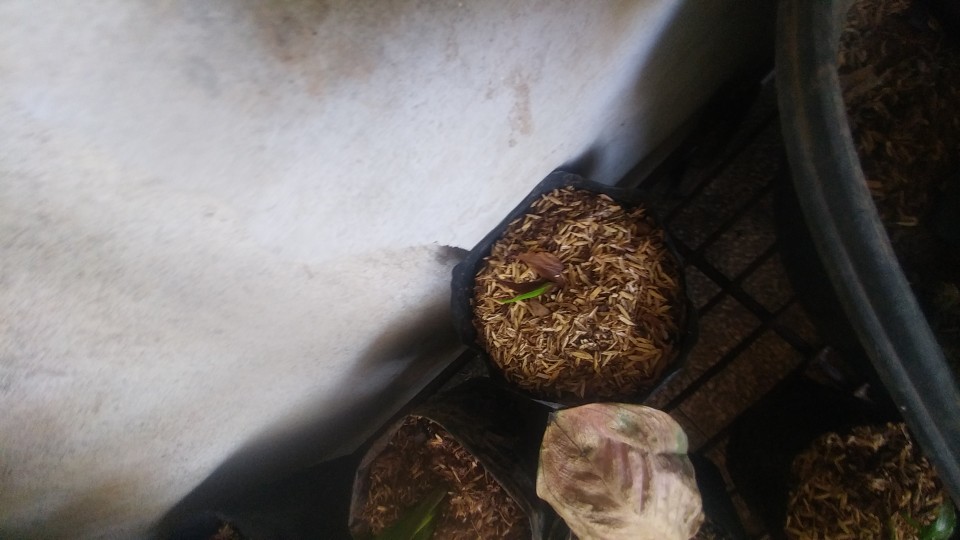 Tanaman Aglaonema Lipstik Pink/ Lipstik Kelasik