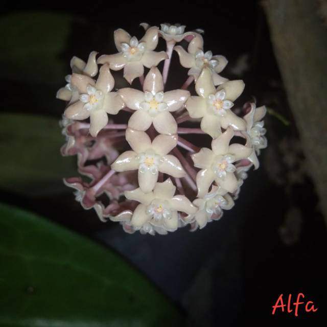 Hoya Macrophylla