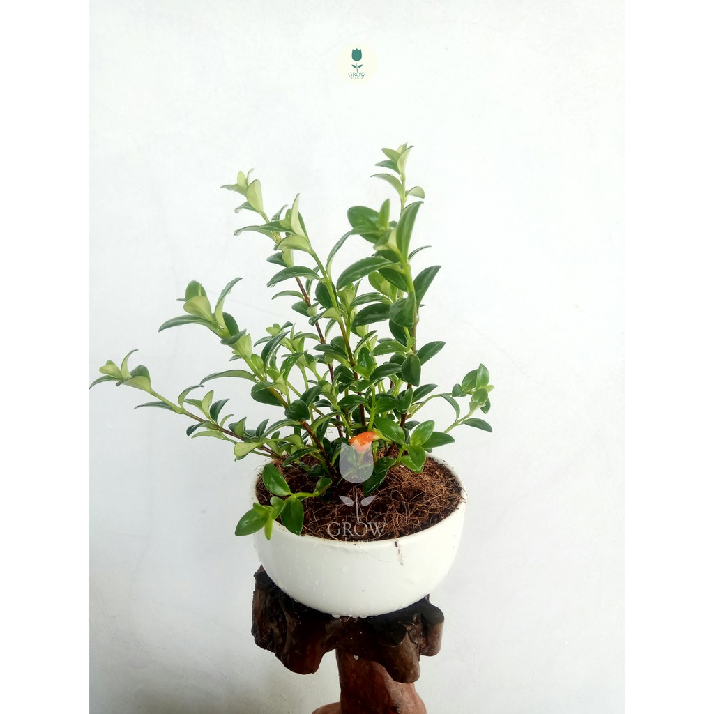 Tanaman hias gantung lipstik orange