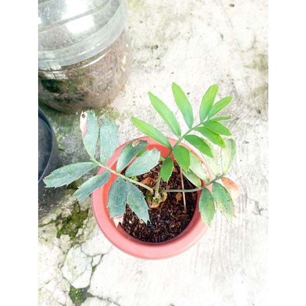 Encephalartos ferox, ence ferox