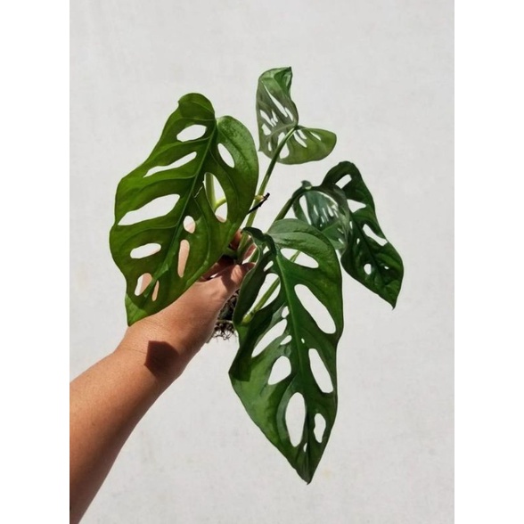 Tanaman hias hidup monstera adansonii - tanaman hias hidup monstera adansoni-bunga hidup monstera-ta