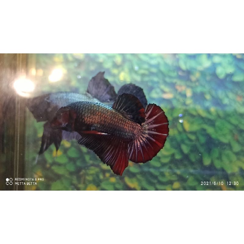 Ikan Cupang Avatar copper Red Whas