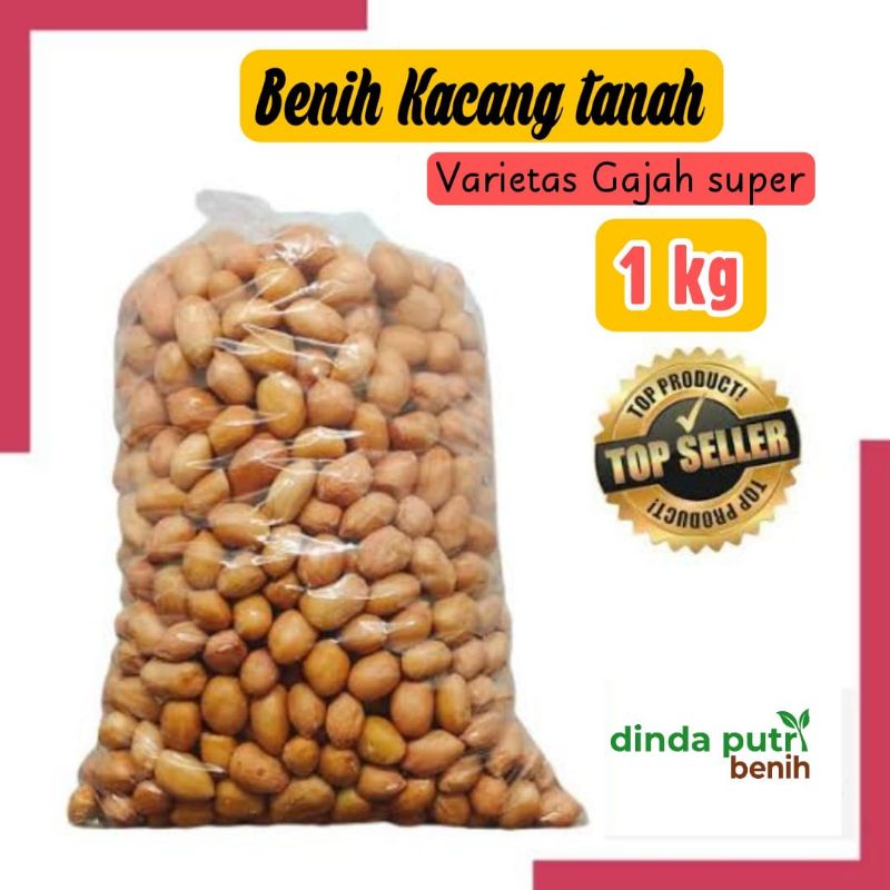 Jual Benih Kacang Tanah 1 Kg Super Varietas Gajah Bibit Kacang Tanah