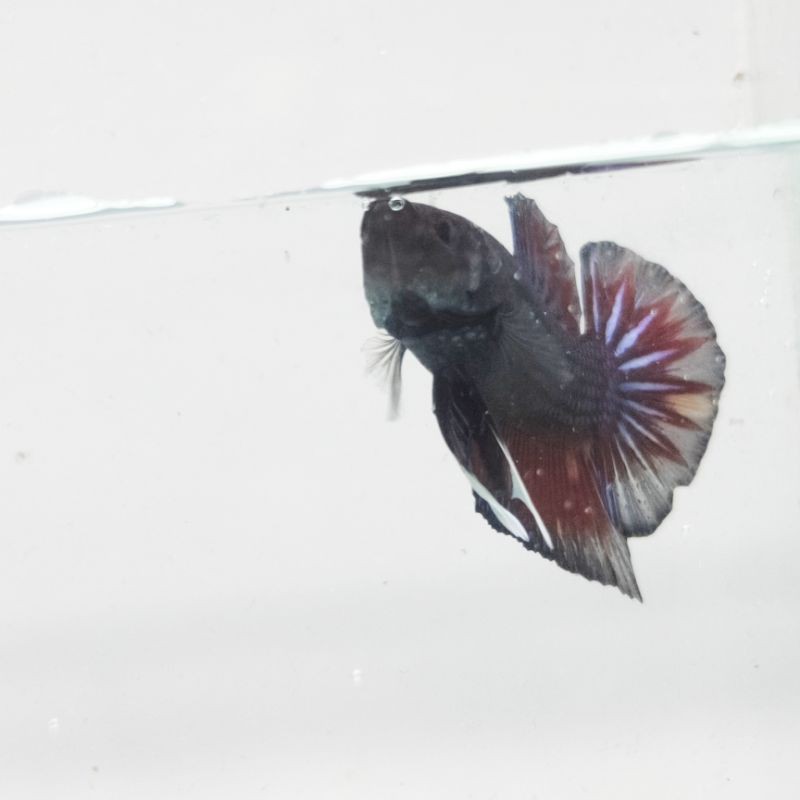 IKAN CUPANG PLAKAT BLACK