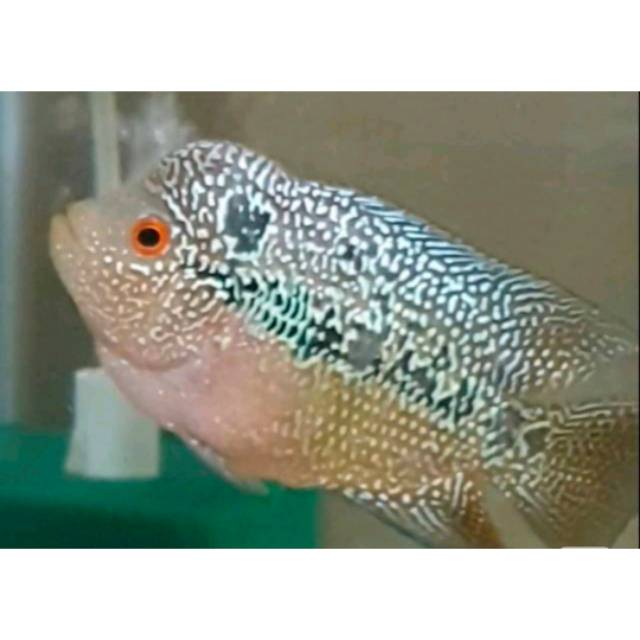 Ikan lohan cencu lawu series