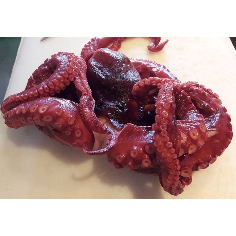 

Octopus fresh
