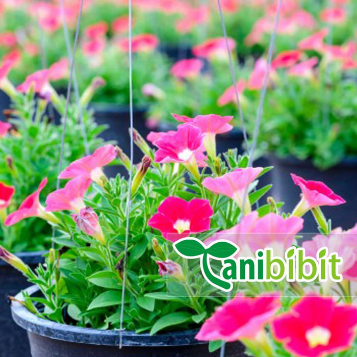 Tanaman Hias Bunga Vinca Pink - Bibit Pohon Tapak Dara Gantung