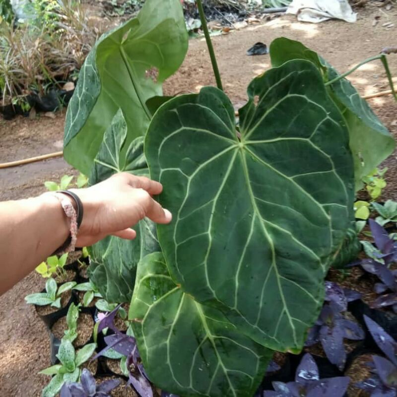 Kuping Gajah, Kuping Gajah Jumbo, Kuping Gajah Jumbo Batang Kotak, Kuping Gajah Jumbo Murah