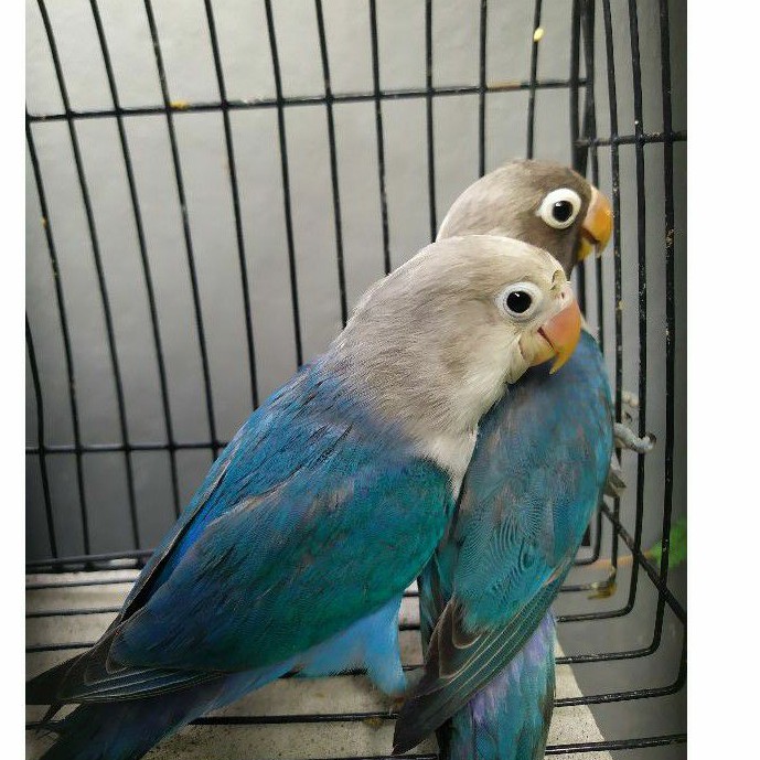 Burung Lovebird Mangsi Sepasang Paud