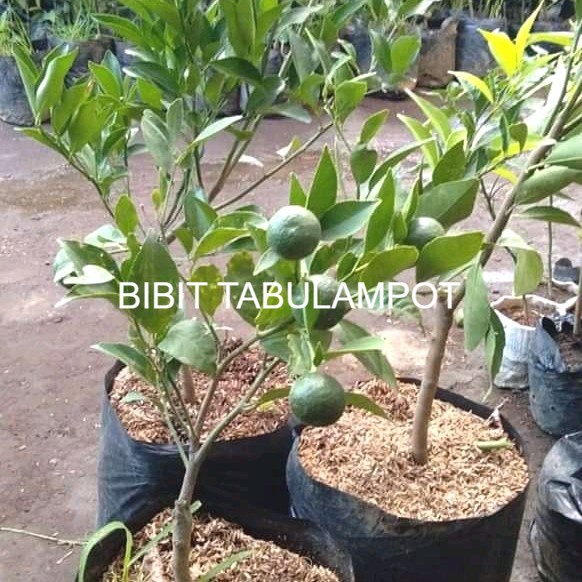 batang besar bibit jeruk Santang madu berbuah
