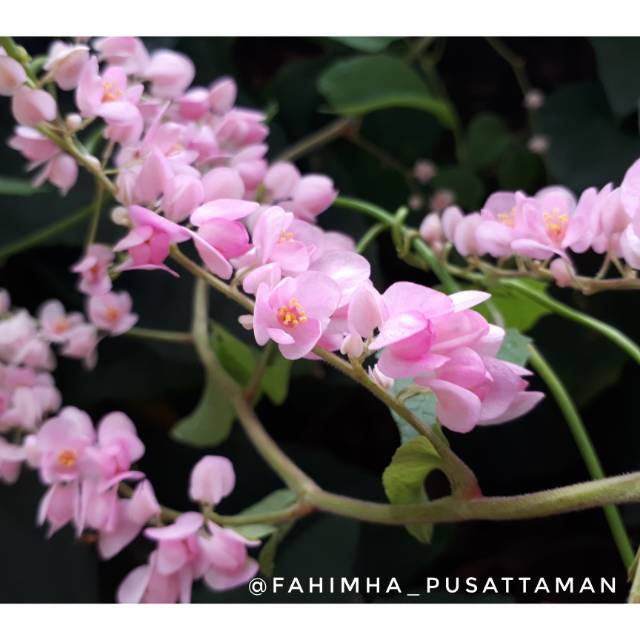 Bibit Tanaman Air Mata Pengantin | Bunga Air Mata Pengantin | Tanaman Rambat Air Mata Pengantin