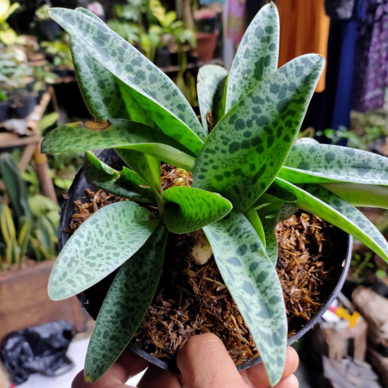 philo lidah katak / lidah katak Drimiopsis