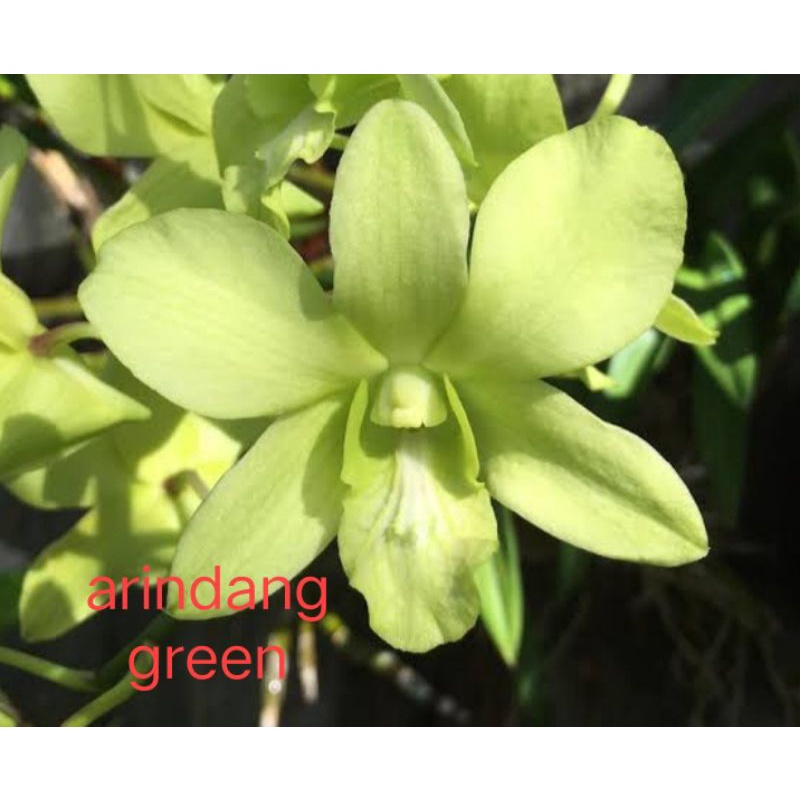 dendrobium arindang green
