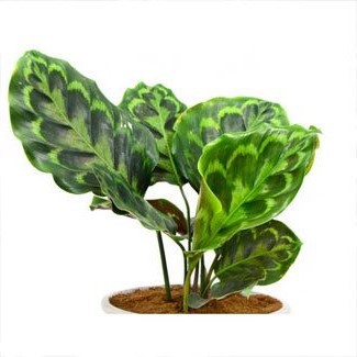 calathea merak peacock bibit tanaman hias daun